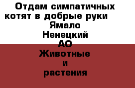 Отдам симпатичных котят в добрые руки!!! - Ямало-Ненецкий АО Животные и растения » Кошки   . Ямало-Ненецкий АО